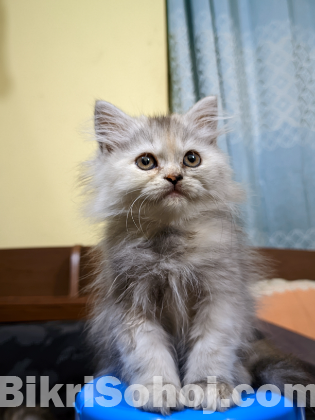 Doll Face Persian kitten (Maine Coon cat breed)
